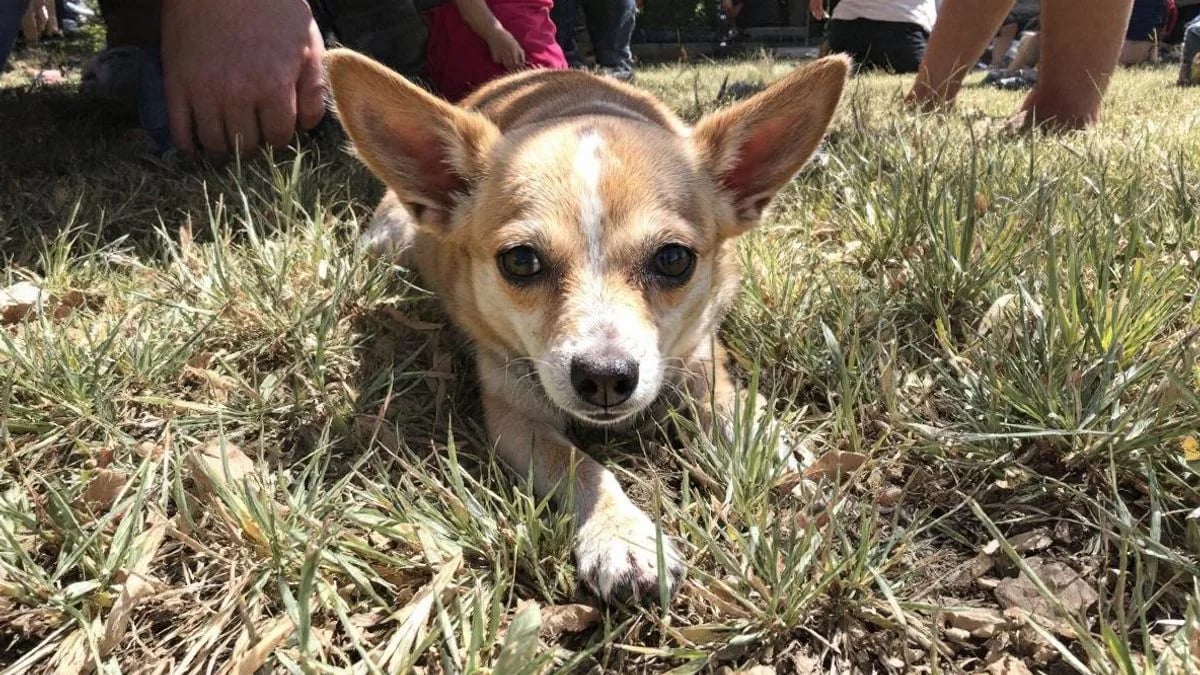 Chihuahua (Şivava)