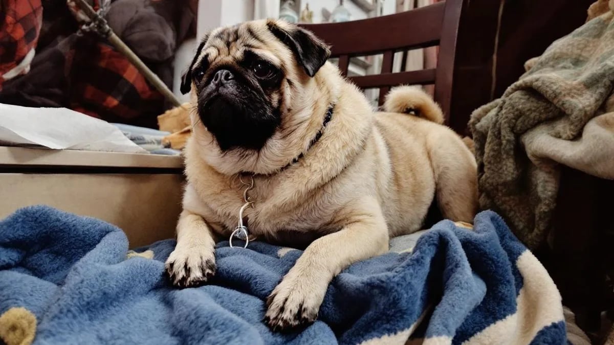 Pug (Mops)