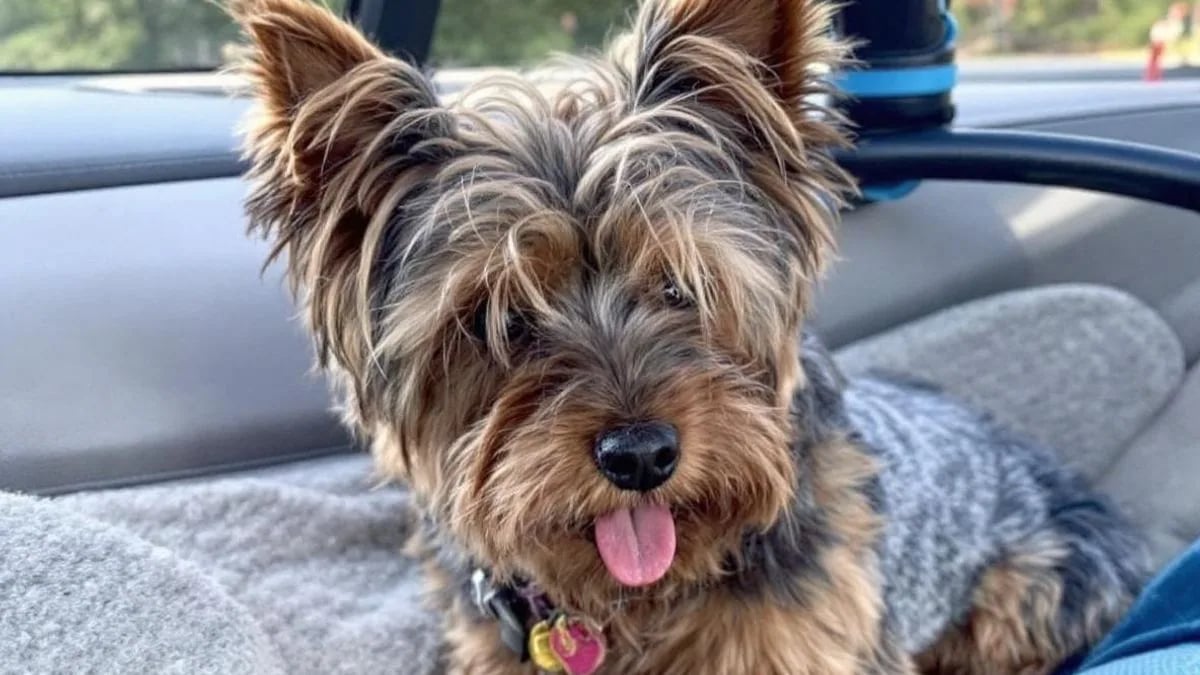 Yorkshire Terrier (Yorkie)