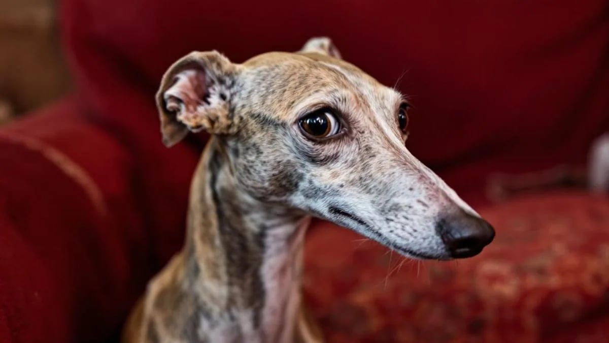 Italian Greyhound (İtalyan Tazısı)