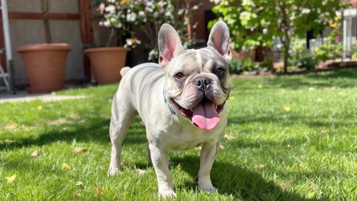 French Bulldog (Fransız Buldoğu)