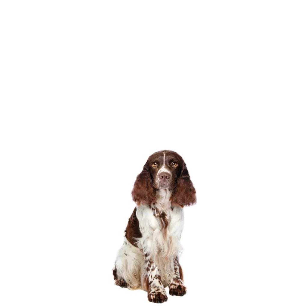 Advance Dog Sensitive Salmon & Rice 12 Kg