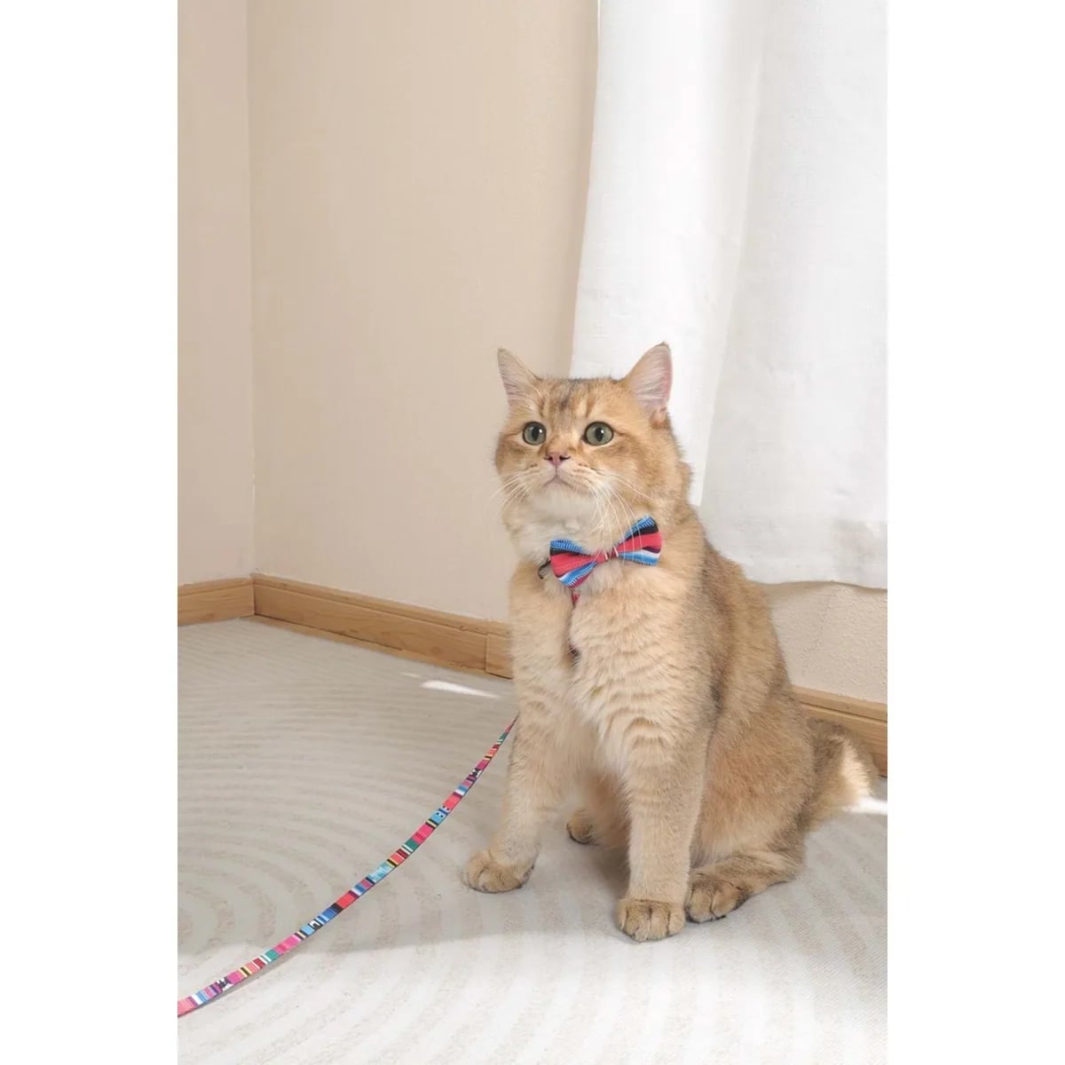 M-PETS URBAN STYLE JAZZ STRIPES PAPYON (L)
