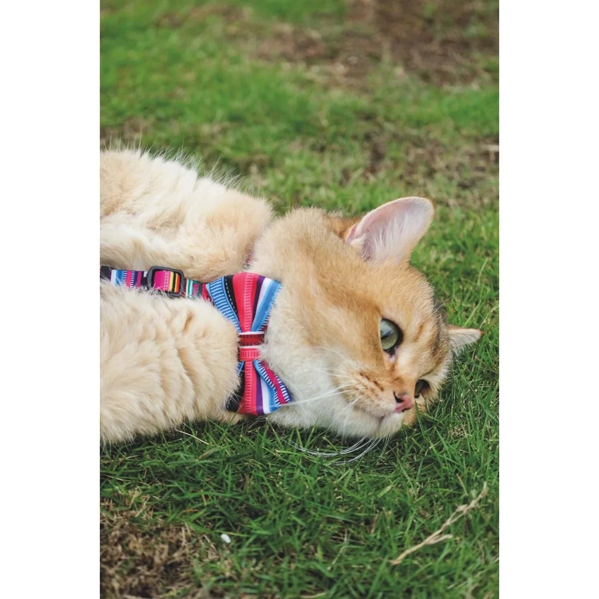 M-PETS URBAN STYLE JAZZ STRIPES PAPYON (L)